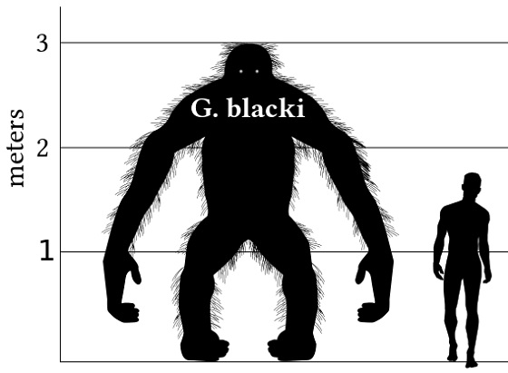 775px-Gigantopithecus_v_human_v1